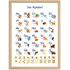 Poster Alphabet für Kinder Lernposter Buchstaben Zahlen ABC Tiere Geschenk Einschulung Lernen | DIN A5, A4, A3 SpecialMe®preview