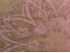 XXL Schlauchschal Infinity Loop Schal Rundschal Ornamente Paisley Tube Scarf Floraler Print Autiga®preview