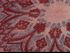 XXL Schlauchschal Infinity Loop Schal Rundschal Ornamente Paisley Tube Scarf Floraler Print Autiga®preview